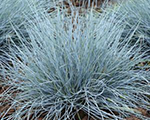 Festuca glauca eisvogel