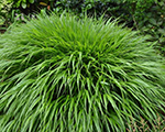 Hakonechloa macra
