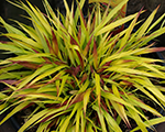 Hakonechloa macra sunflare