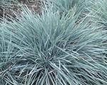 Koeleria glauca coolio