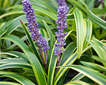 Liriope muscari variegata