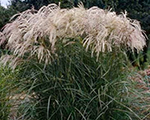 Miscanthus sinensis kaskade