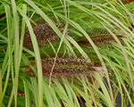 Pennisetum alopecuroides