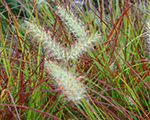 Pennisetum alopecuroides burgundybunny