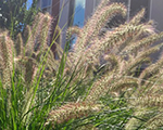 Pennisetum alopecuroides gelbstiel