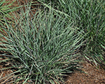 Sorghastrum js activevulcano