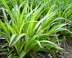 Luzula sylvatica auslese