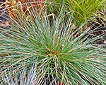 Festuca mairei