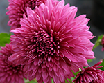 Chrysanthemum tumsivioleta