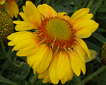 Gaillardia grandiflora arizonaapricot