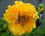 Geum ladystrathedensm