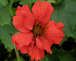 Geum mrsbradshaw