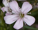 Gypsophila repens rosea