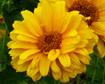Heliopsis scabra summersun