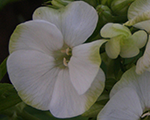 Phlox pan jade