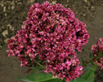 Phlox pan naturalfeelings