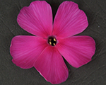 Phlox pan sweetsummerwine