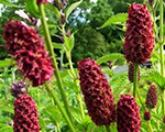Sanguisorba officinalis tanna