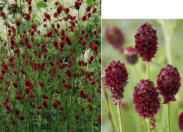 Perennials - Burnet 'Tanna' / Stādu audzētava "Baižas"