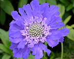 Scabiosa caucasica famadeepblue