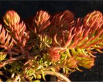 Sedum reflexsum angelina