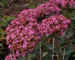 Sedum spectabile klaipsy