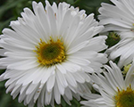 Aster novibelgii boningalewhite