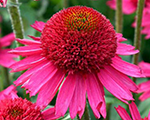 Echinacea deliciouscandy