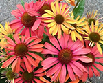 Echinacea fountainorangebicolour