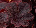 Heuchera cajunfire