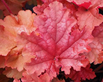 Heuchera primopeachberryice