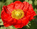 Papaver nudicaule springfeverred