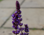 Salvia nemorosa salvatore