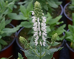 Salvia nemorosa sensationmediumwhite