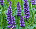 Agastache littleadder