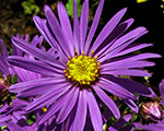 Aster amellus veilchenkonigin