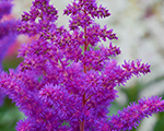 Astilbe blackpearls