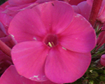 Phlox pan brightflash