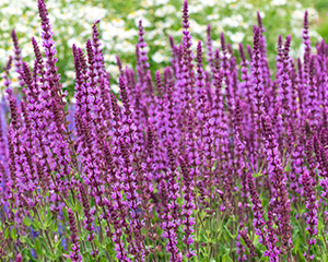 Salvija birztalu 'Amethyst'