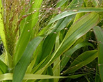 Panicum goldfontaine