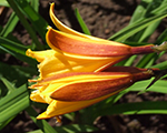 Hemerocallis dumortiera