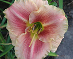 Hemerocallis littleannarose