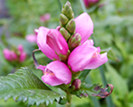 Chelone lyonii tinytortuga
