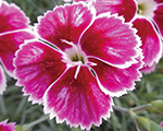 Dianthus flutterbust
