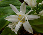 Tricyrtis hirta alba