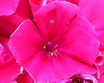 Phlox pan spitfirered