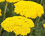 Achillea filipendulina parker