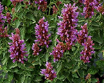 Agastache poquitolavender