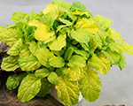Ajuga goldchang reptans