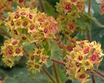 Alchemilla erythropoda alma